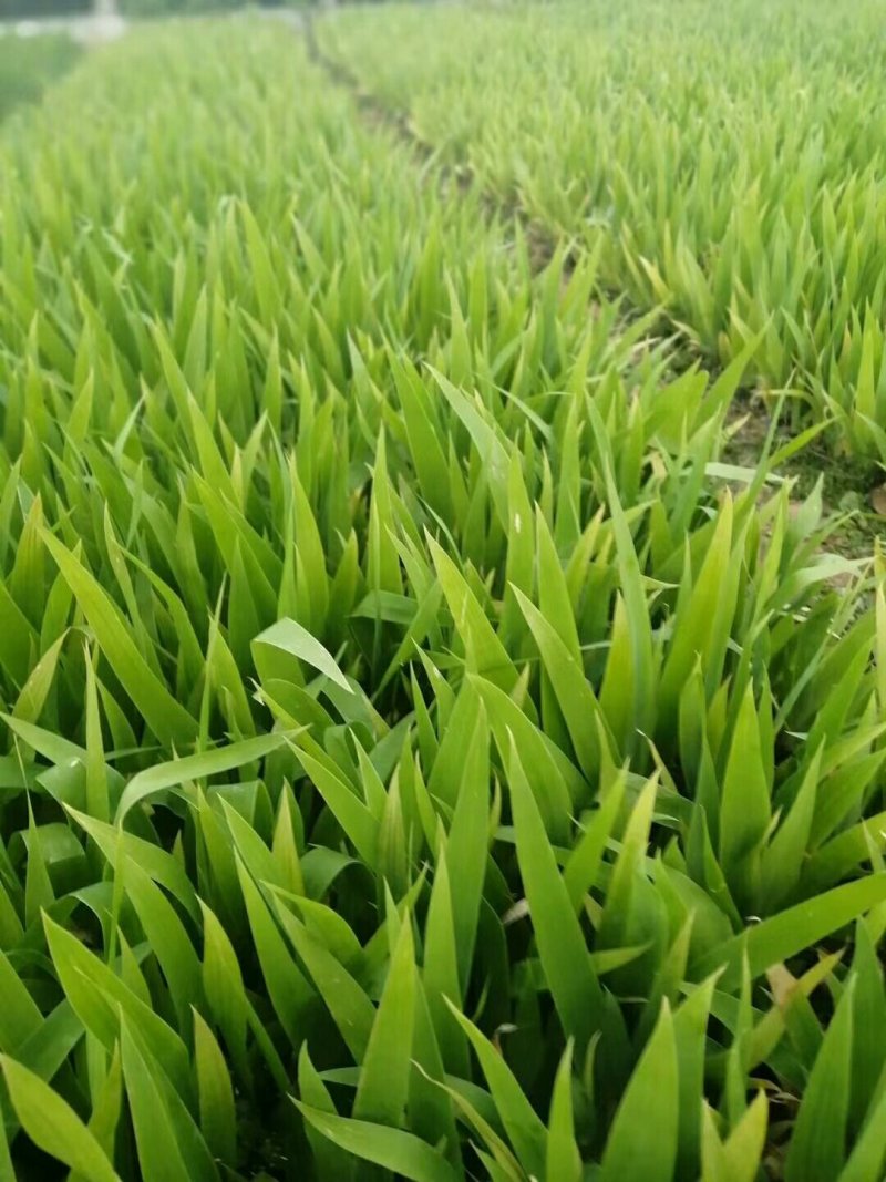 水生鸢尾，基地直供，水生鸢尾.蓝鸢尾.黄花鸢尾.红花鸢尾