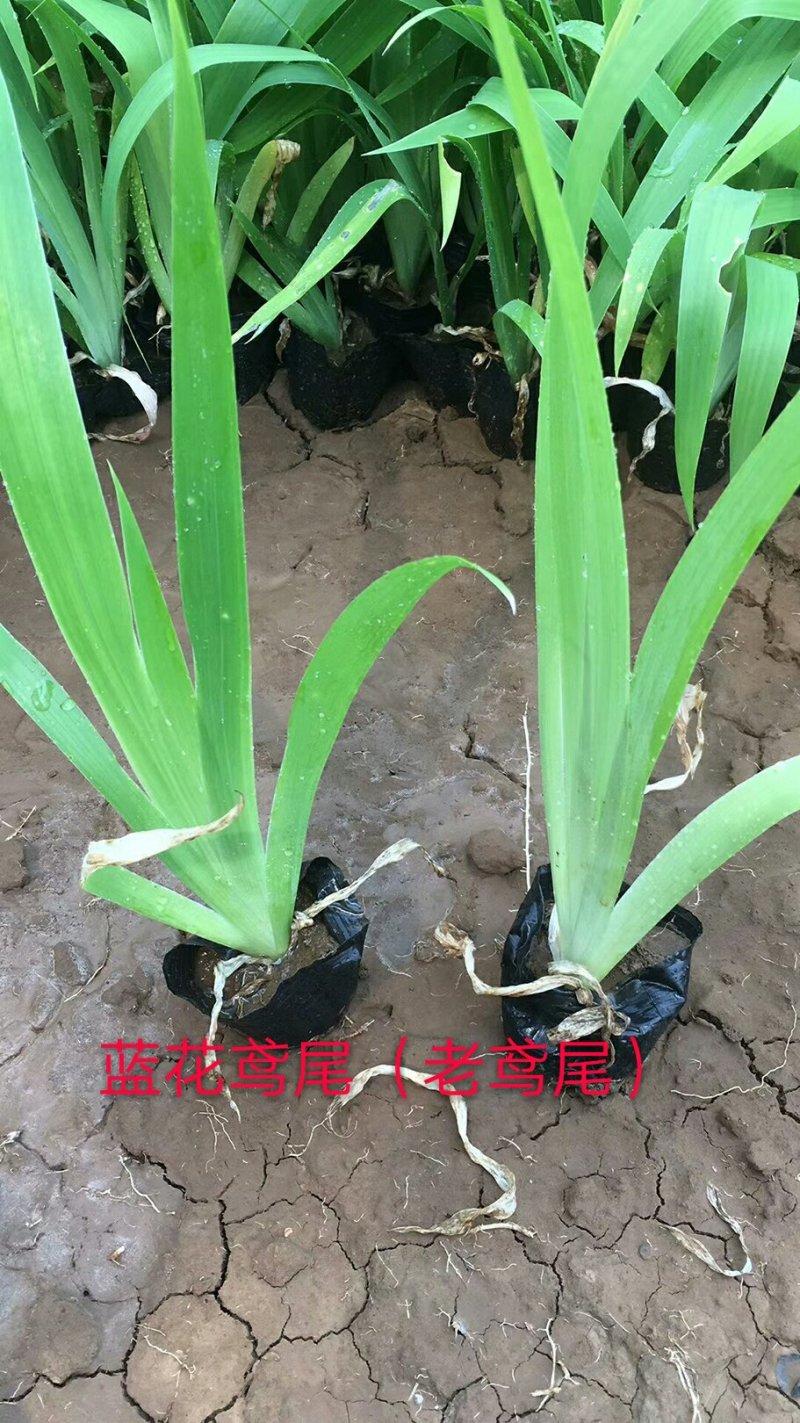 水生鸢尾，基地直供，水生鸢尾.蓝鸢尾.黄花鸢尾.红花鸢尾