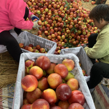 河南南阳方城油桃