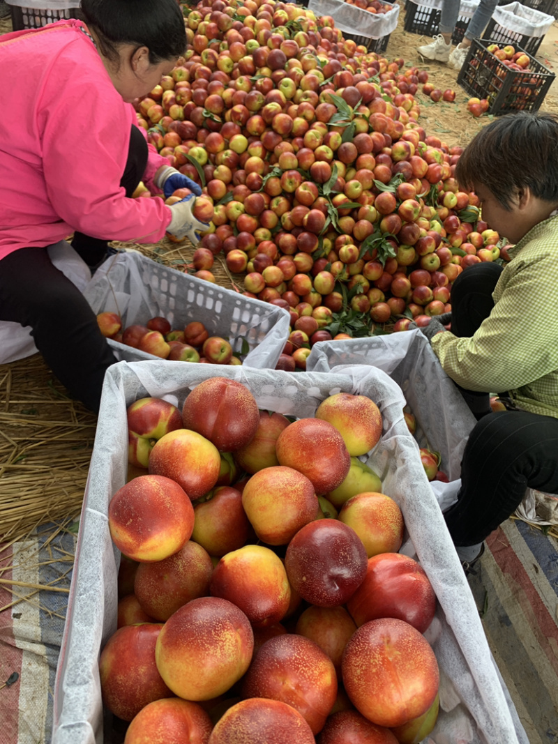 河南南阳方城油桃