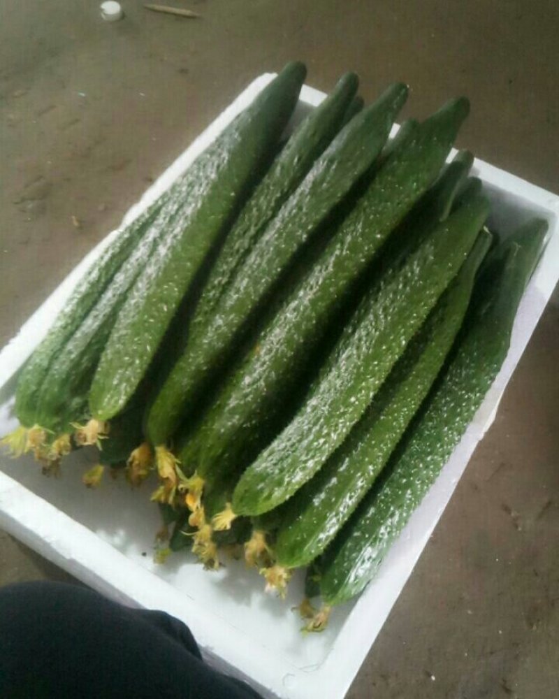 黄瓜
