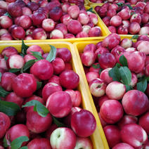 新鲜桃子，种植面积大，口感香甜，欢迎新老客户前来选购