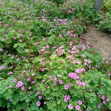 红花醡浆草，一手货源，无中间商，量大从优