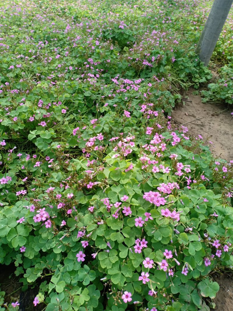 红花醡浆草，一手货源，无中间商，量大从优