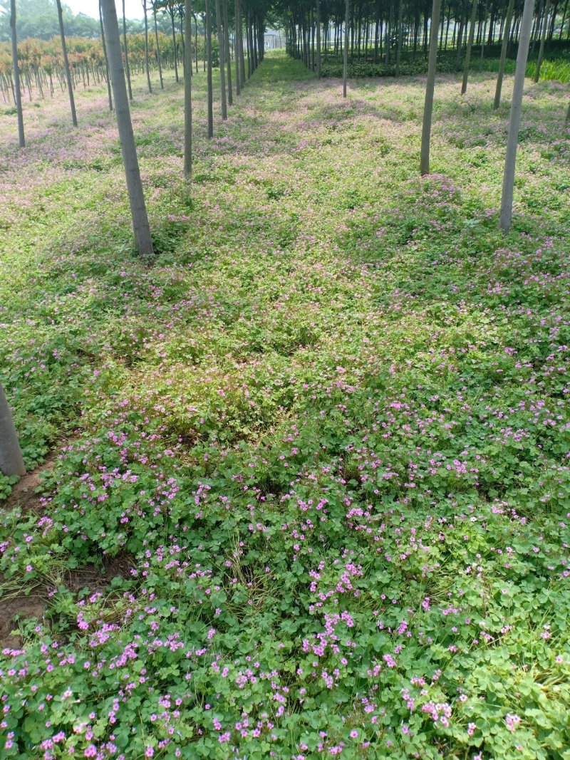 红花醡浆草，一手货源，无中间商，量大从优
