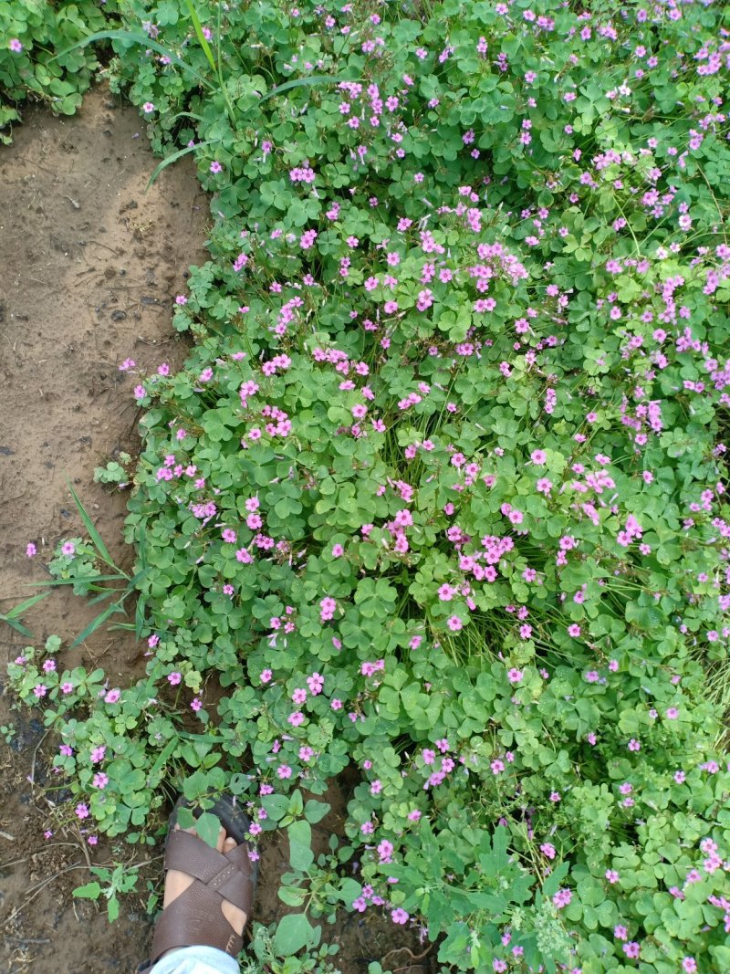 红花醡浆草，一手货源，无中间商，量大从优