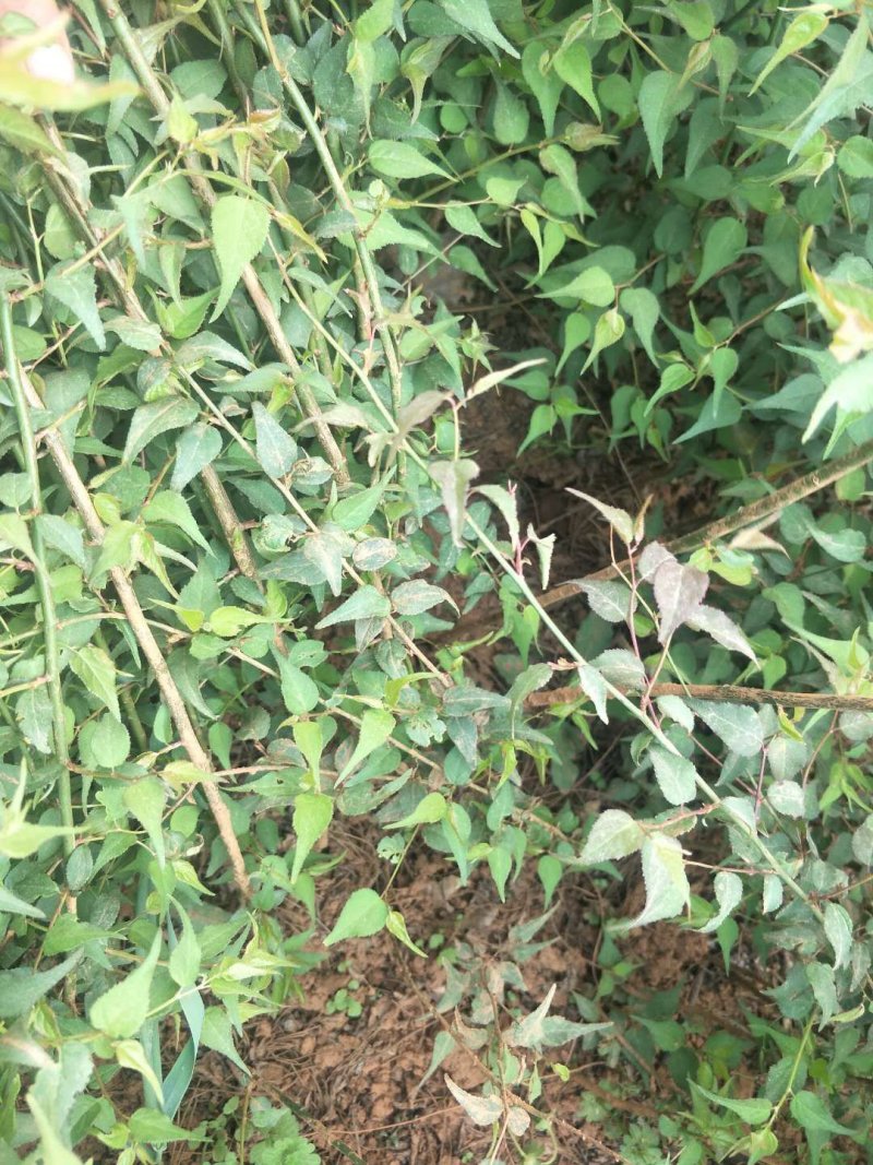 雨季来临，优质青梅苗可以移栽了，可批发，包邮，欢迎订购咨
