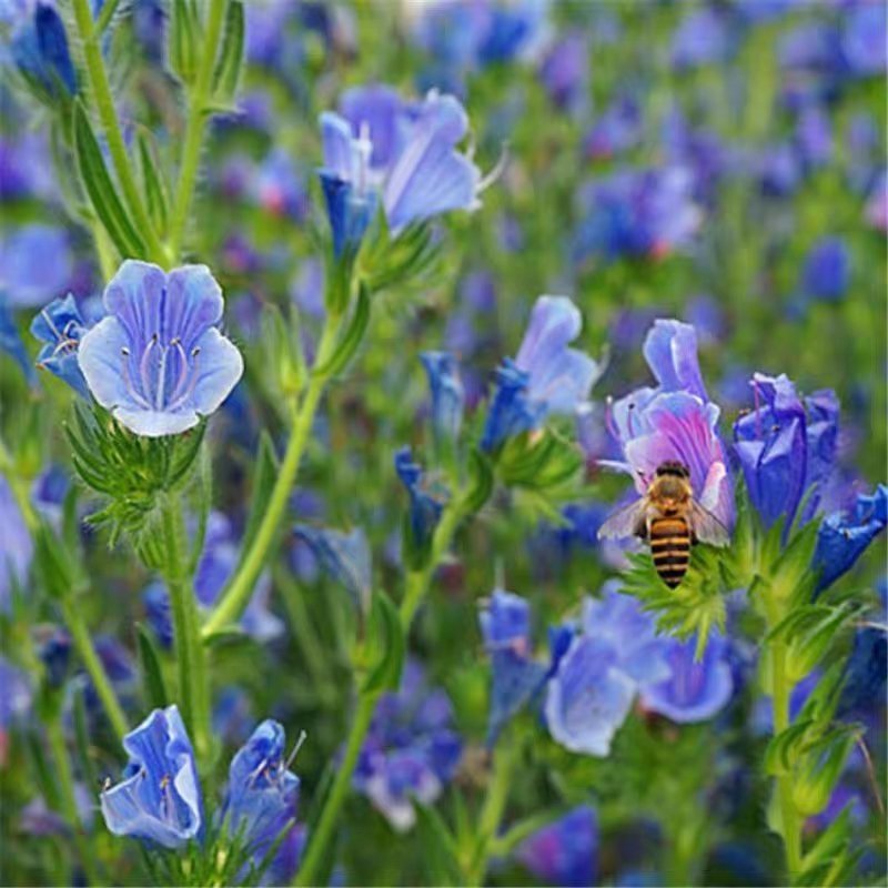 蓝蓟蓝刺头种子盆栽观花种子蓝色混色多年生四季花籽花卉种