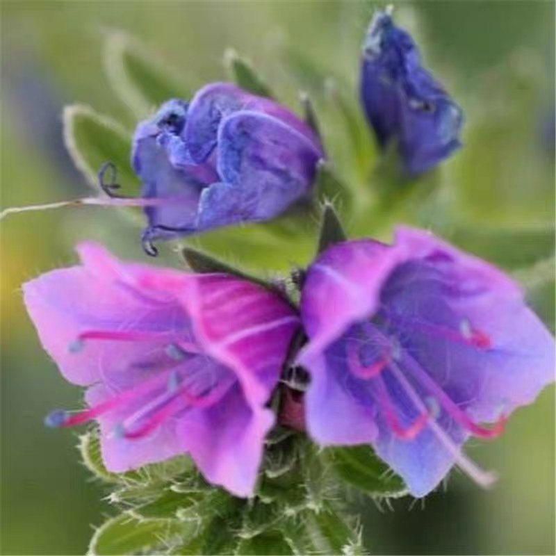 蓝蓟蓝刺头种子盆栽观花种子蓝色混色多年生四季花籽花卉种