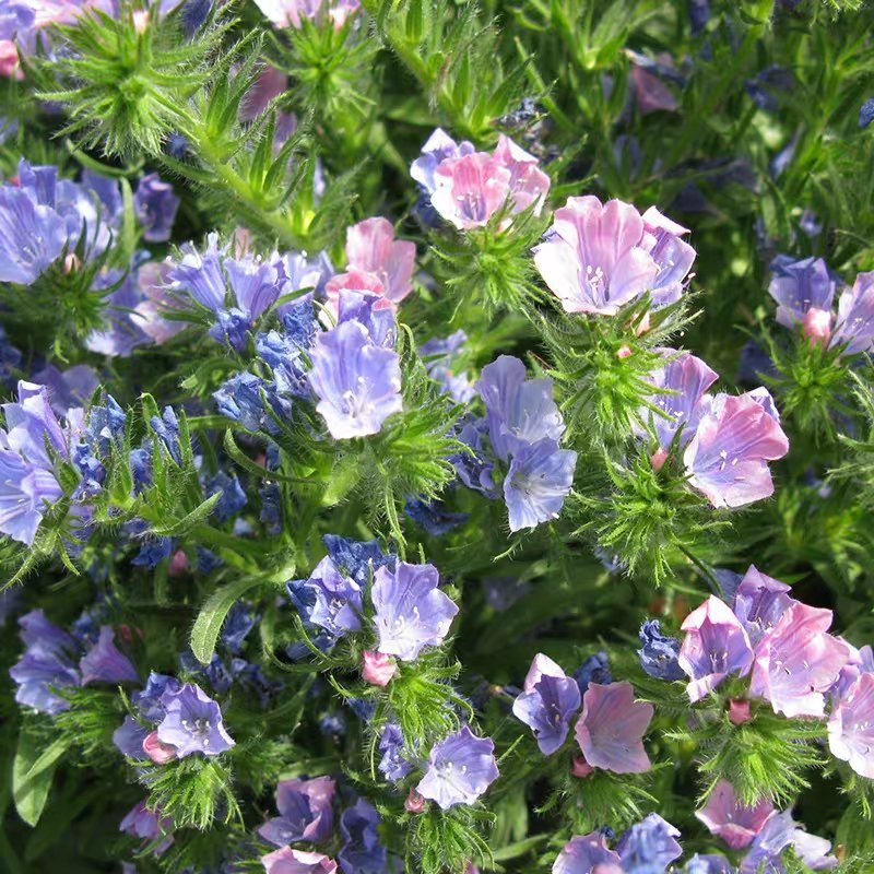 蓝蓟蓝刺头种子盆栽观花种子蓝色混色多年生四季花籽花卉种