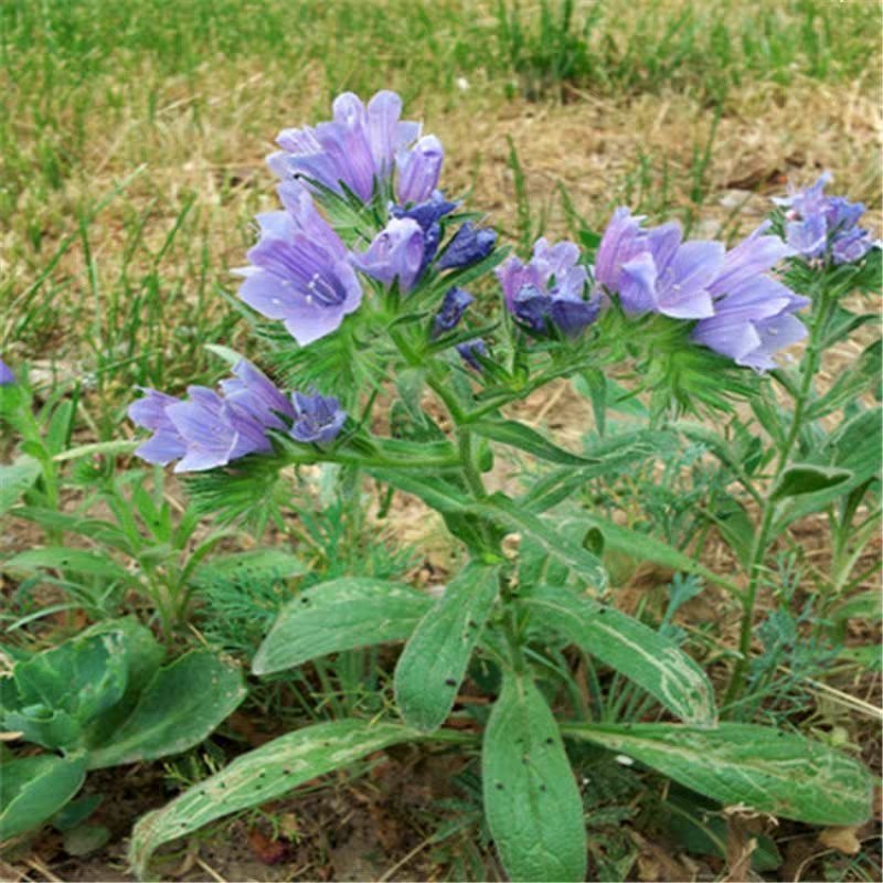 蓝蓟蓝刺头种子盆栽观花种子蓝色混色多年生四季花籽花卉种