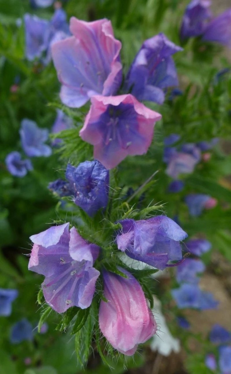 蓝蓟蓝刺头种子盆栽观花种子蓝色混色多年生四季花籽花卉种