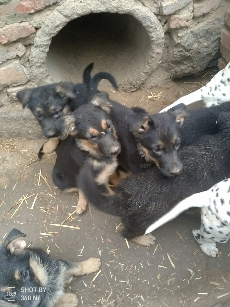 德国牧羊犬纯种，短毛好养，性格温顺！聪明！