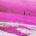 福禄考花种子丛生芝樱花五色梅阳台室内庭院四季开花种子花籽