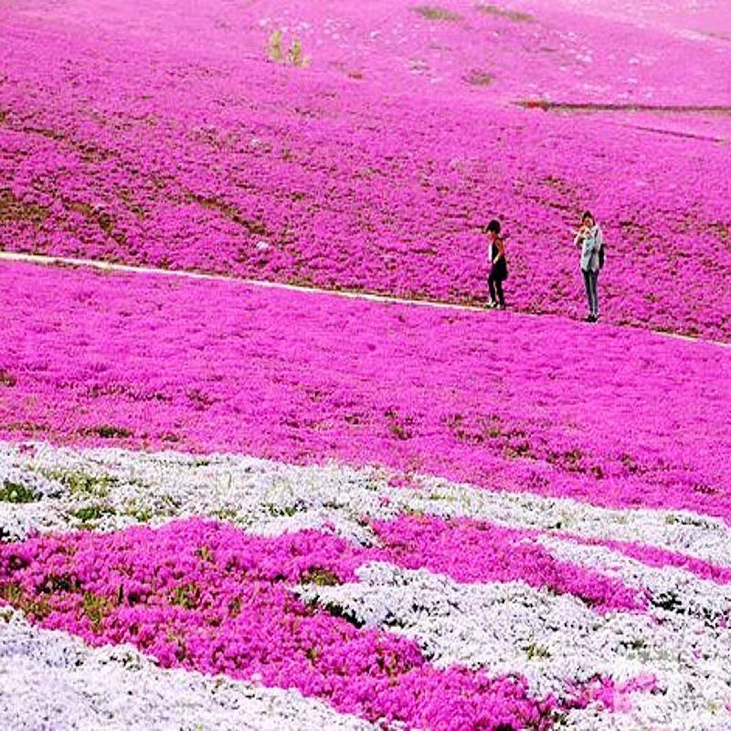 福禄考花种子丛生芝樱花五色梅阳台室内庭院四季开花种子花籽
