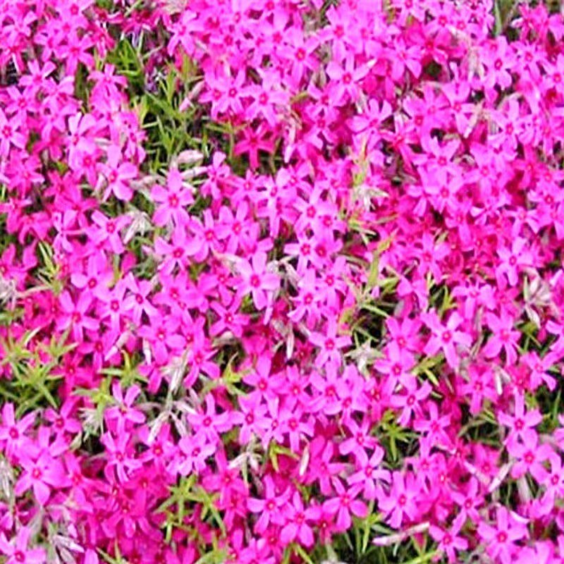 福禄考花种子丛生芝樱花五色梅阳台室内庭院四季开花种子花籽