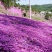 福禄考花种子丛生芝樱花五色梅阳台室内庭院四季开花种子花籽