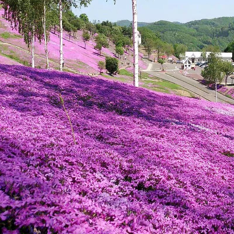 福禄考花种子丛生芝樱花五色梅阳台室内庭院四季开花种子花籽