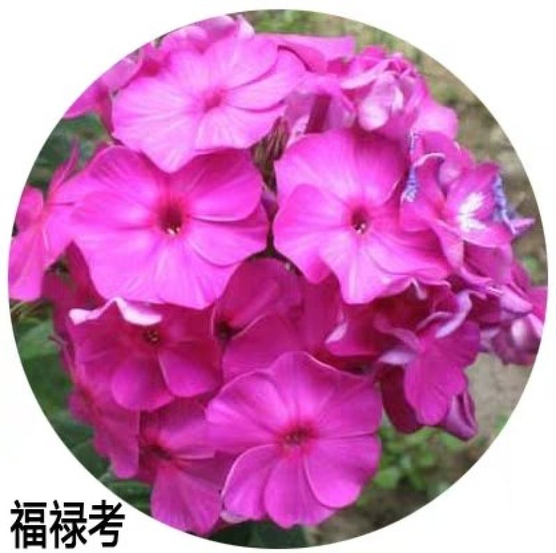 福禄考花种子丛生芝樱花五色梅阳台室内庭院四季开花种子花籽