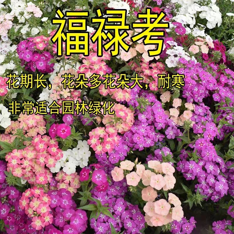 福禄考花种子丛生芝樱花五色梅阳台室内庭院四季开花种子花籽