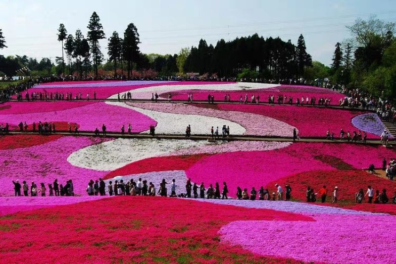 福禄考花种子丛生芝樱花五色梅阳台室内庭院四季开花种子花籽