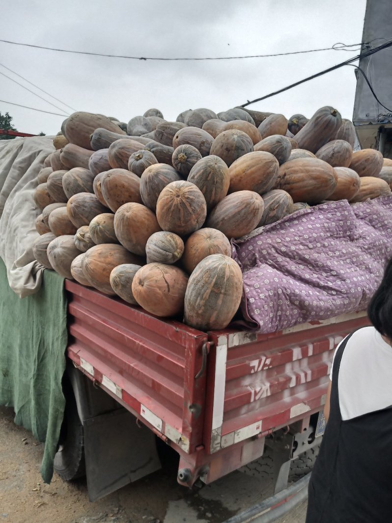 福建蜜本南瓜，一手货源，诚信经营，直发全国各地
