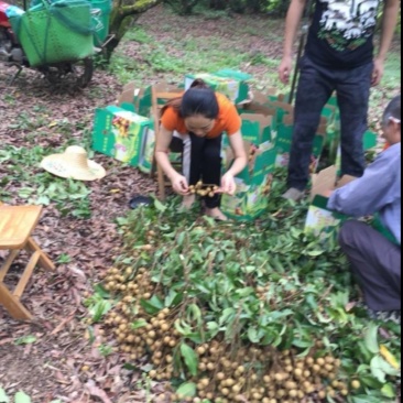 广东东莞市凤岗镇的石硖龙眼，直供深圳宝安龙华福田沙井