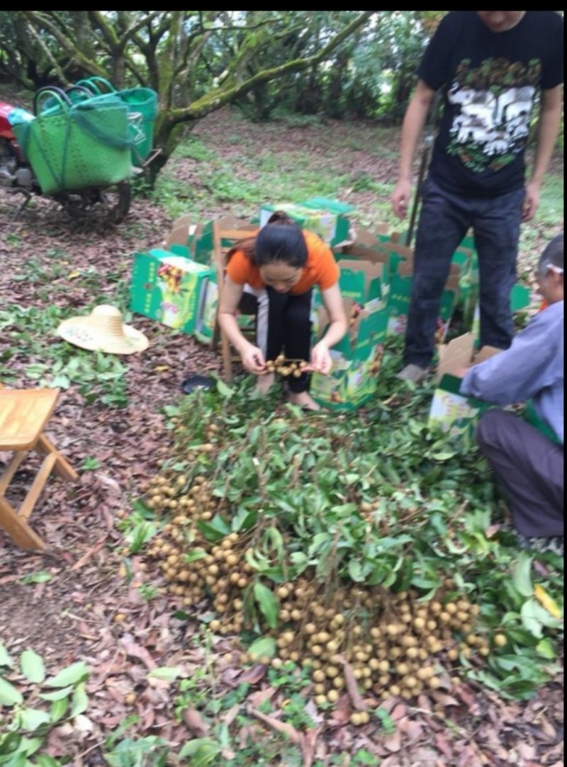 广东东莞市凤岗镇的石硖龙眼，直供深圳宝安龙华福田沙井