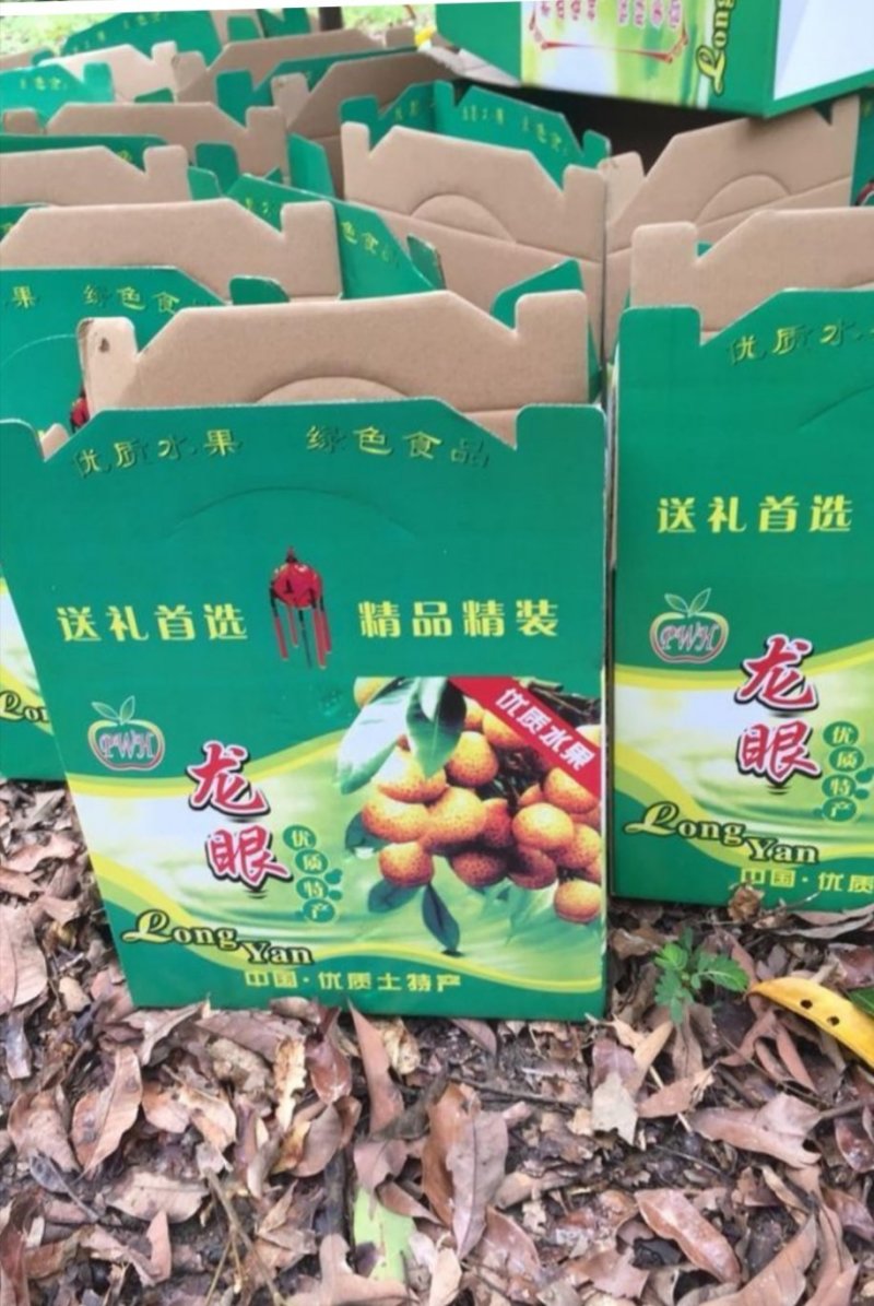 广东东莞市凤岗镇的石硖龙眼，直供深圳宝安龙华福田沙井