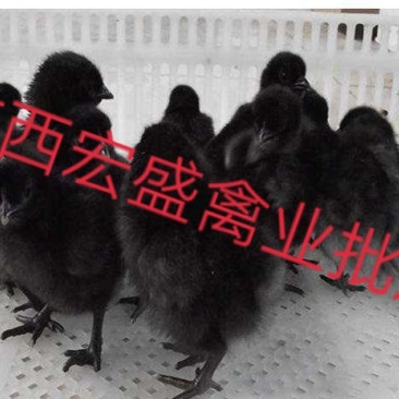 五黑一绿鸡苗专业孵化厂家直发可自提可托运诚信经营