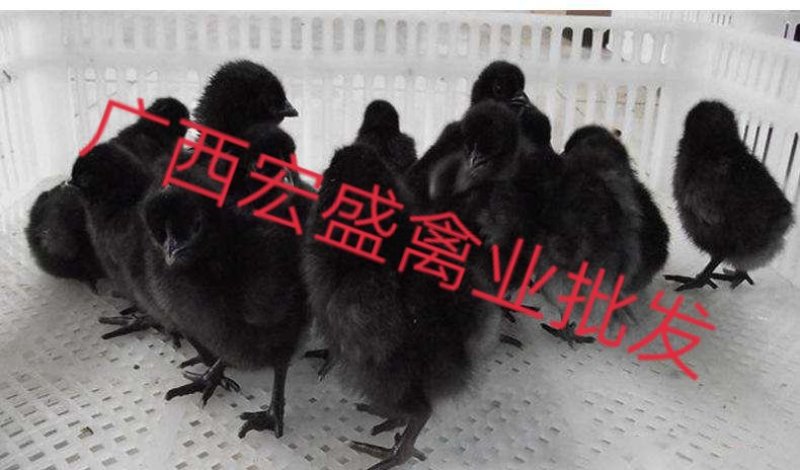 五黑一绿鸡苗专业孵化厂家直发可自提可托运诚信经营