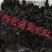 五黑一绿鸡苗专业孵化厂家直发可自提可托运诚信经营