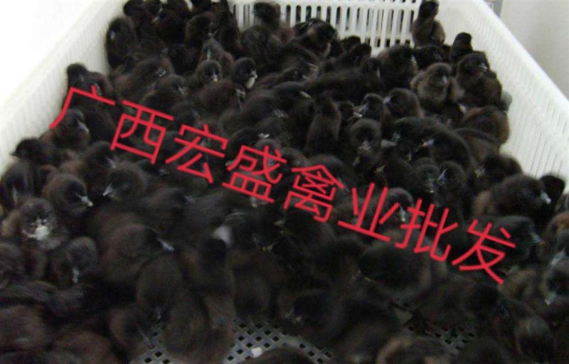 五黑一绿鸡苗专业孵化厂家直发可自提可托运诚信经营