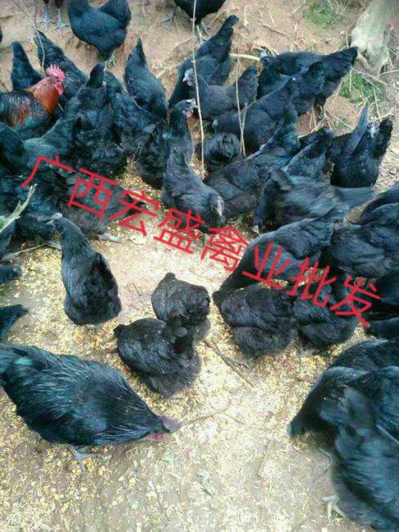 五黑一绿鸡苗专业孵化厂家直发可自提可托运诚信经营