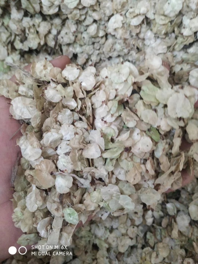 白榆种子榆树种子河北产地直销质量是生存之本