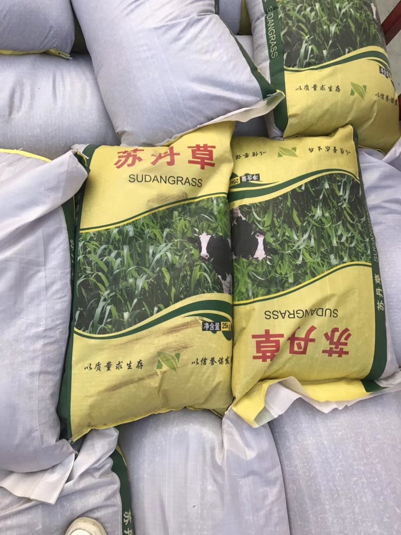 白榆种子榆树种子河北产地直销质量是生存之本