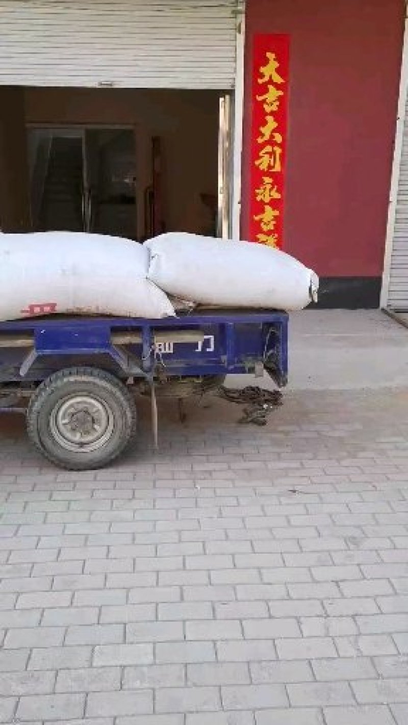 白榆种子榆树种子河北产地直销质量是生存之本
