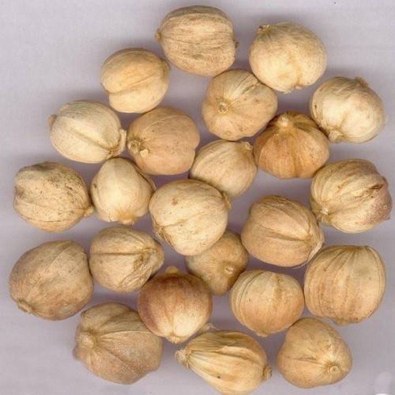 白蔻，常年批发市场药食同源白蔻中药材，量大从优
