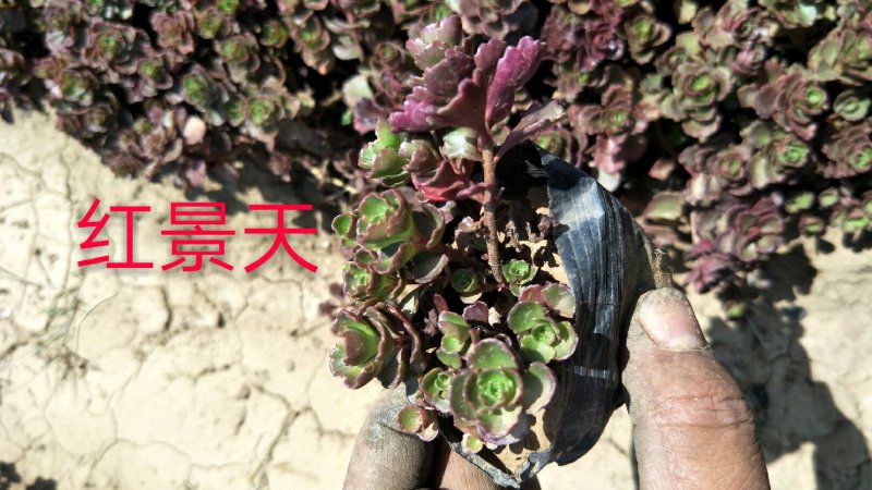 八宝景天，三七景天，红景天花镜花坛护坡绿化租摆基地直供