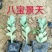 八宝景天，三七景天，红景天花镜花坛护坡绿化租摆基地直供