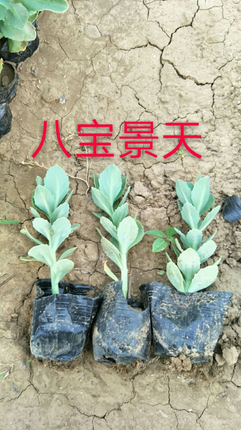八宝景天，三七景天，红景天花镜花坛护坡绿化租摆基地直供