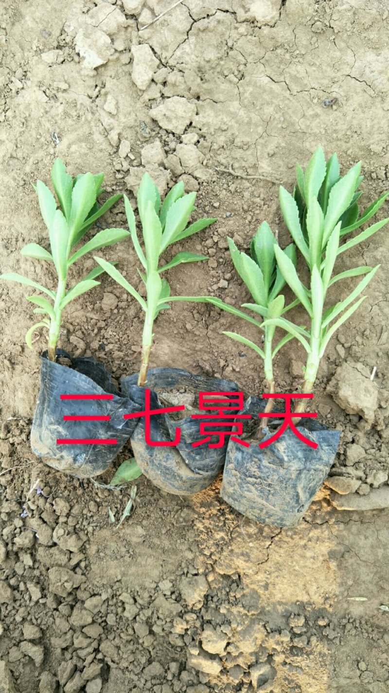 八宝景天，三七景天，红景天花镜花坛护坡绿化租摆基地直供