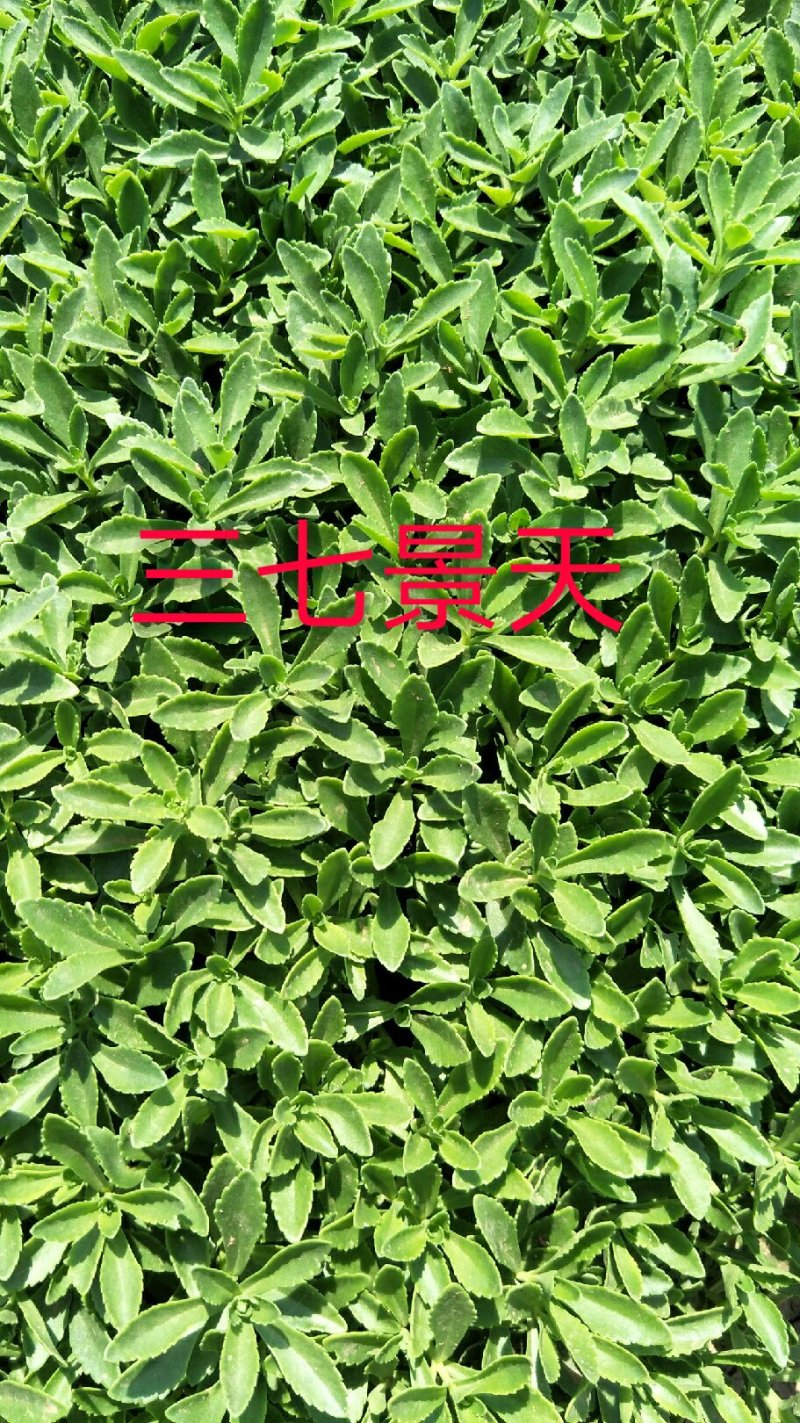 八宝景天，三七景天，红景天花镜花坛护坡绿化租摆基地直供