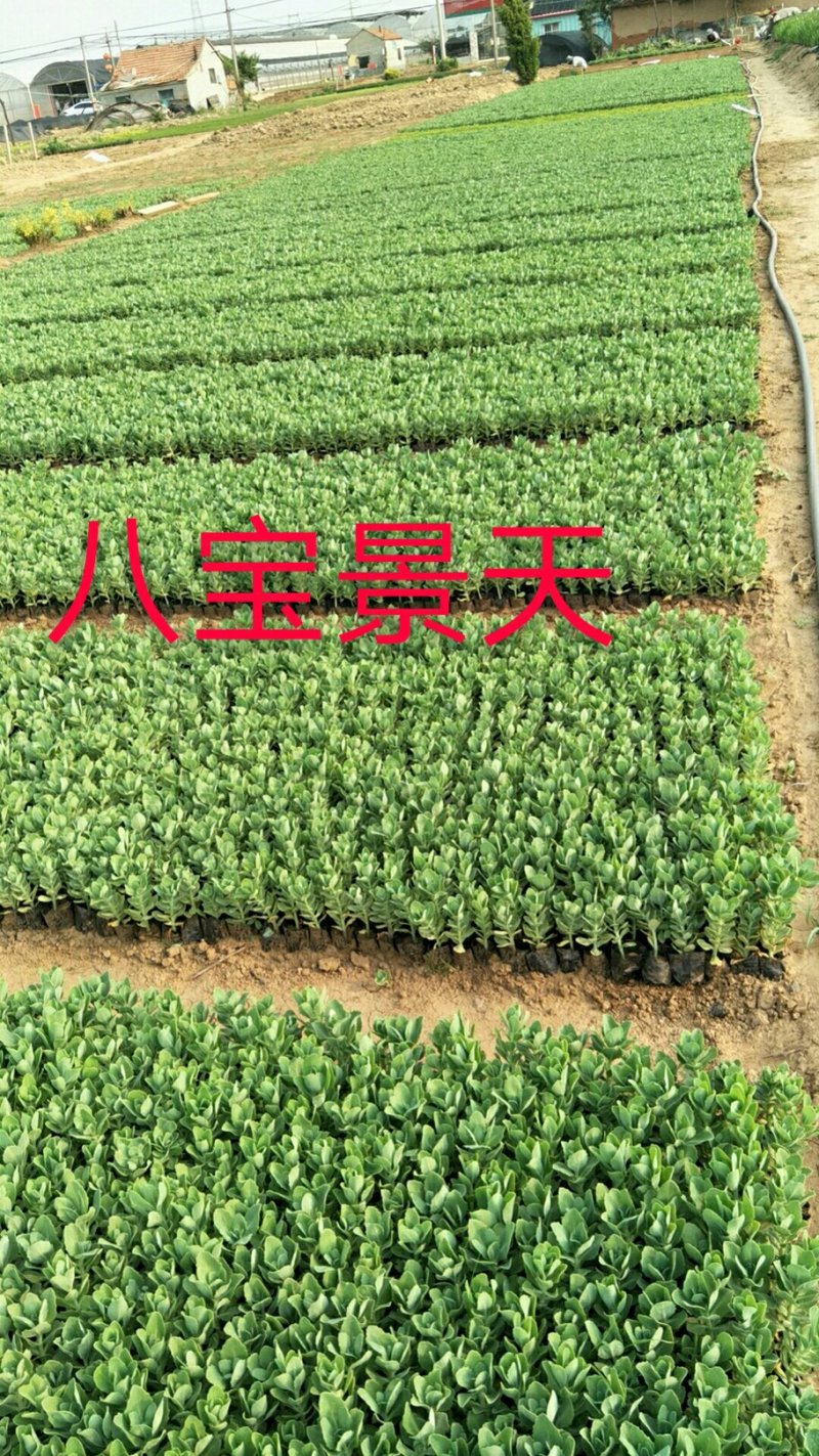 八宝景天，三七景天，红景天花镜花坛护坡绿化租摆基地直供
