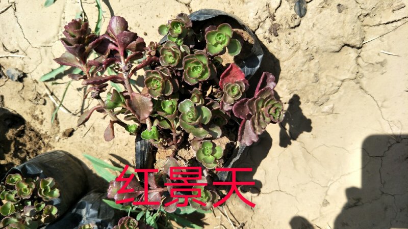 八宝景天，三七景天，红景天花镜花坛护坡绿化租摆基地直供