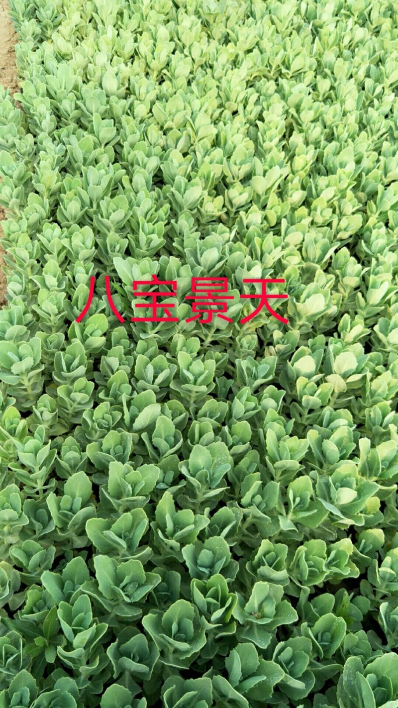 八宝景天，三七景天，红景天花镜花坛护坡绿化租摆基地直供