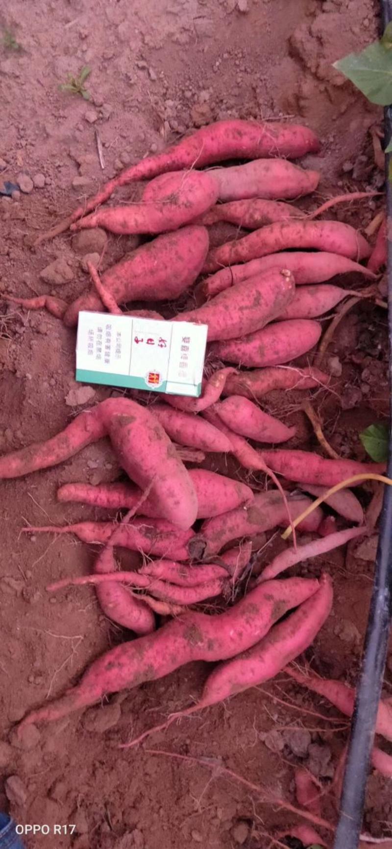 湛江正宗精品沙土西瓜红薯，全国经营，全国代发。