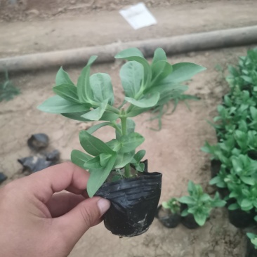百日草