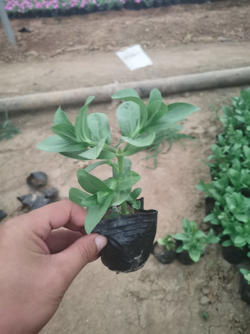 百日草