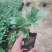 百日草